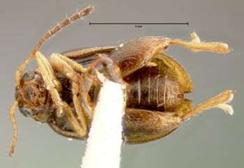 Media type: image;   Entomology 8265 Aspect: habitus ventral view